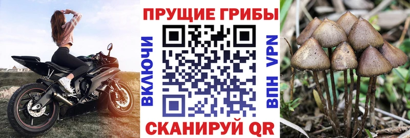 Псилоцибиновые грибы Cubensis  где можно купить   Верхняя Тура 